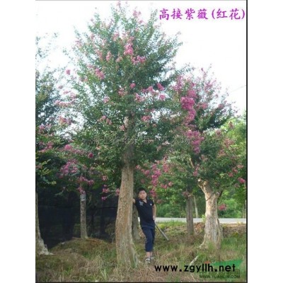 浙江桂花树4*新报价/桂花树4图片