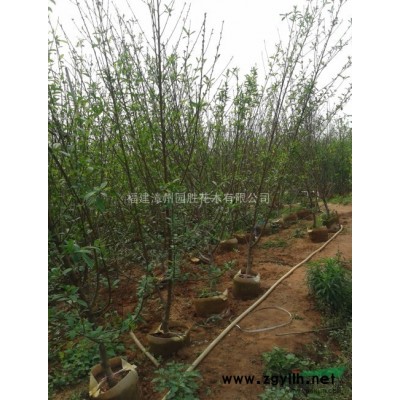 漳州地被 基地红枫大量袋苗！！3-10公分