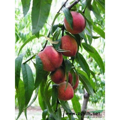 蚌埠市金牛湾农业科技发展有限公司供应桂花苗30000棵