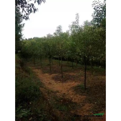 优品"马褂木"种籽//*新市场价格/高成活率/现货出售