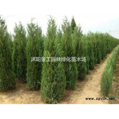 江苏美国红枫价格 美国红枫基地 美国红枫供应