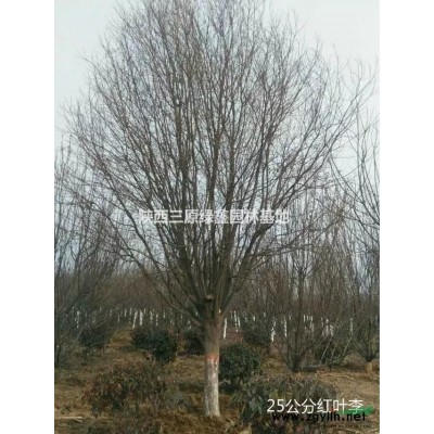 供应高度7-8米丛生美国红枫