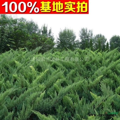 马褂木 马褂木树苗 马褂木价格 马褂木工程苗