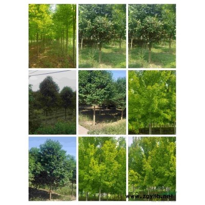 十公分红枫十公分大叶女贞，精品一*好货，价格便宜实惠