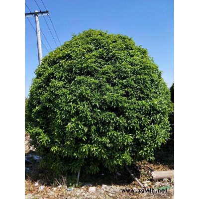 浙江地区供应美国红枫2-15公分量大优惠