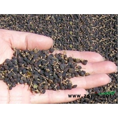 马褂木种子1供应/马褂木种子1图片