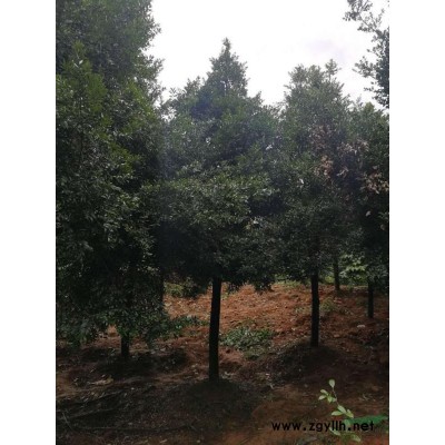 广西红枫，鸡爪槭介绍/特征/用途