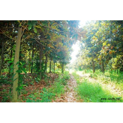 湖北地区供应各规格桂花