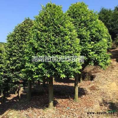 红枫,大嫁接红枫,红枫行情,红枫行情报价,供应美国红枫