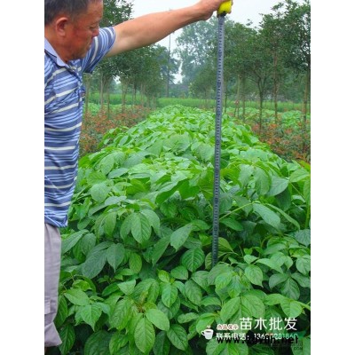 四川桂花*新报价/桂花图片