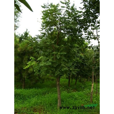 桂花图片\桂花报价