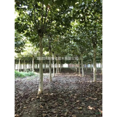 江苏苏北红枫哪里好/哪家便宜