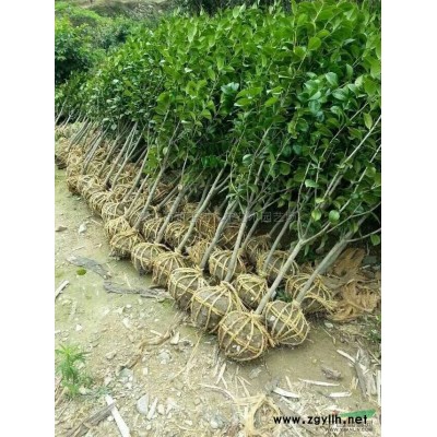 红枫4行情报价\红枫4图片展示