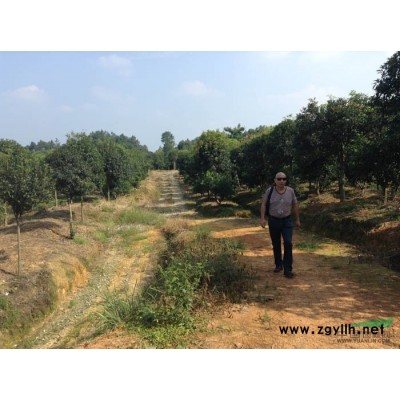 7-9公分普通桂花4000株出售