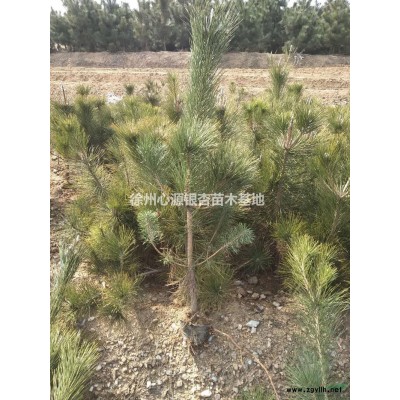 江苏美国红枫批发/供应