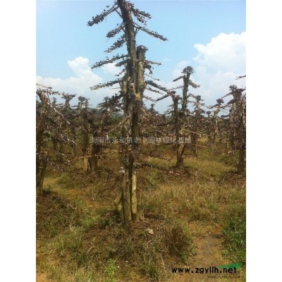 红枫，2014年红枫价格，湖南红枫供应，红枫价格