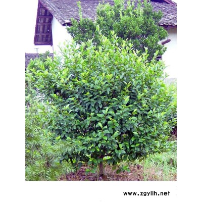 古桩红枫、古桩香樟、古桩紫薇、古桩蚊母