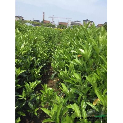 供应红枫，昆明红枫袋苗，云南红枫图3