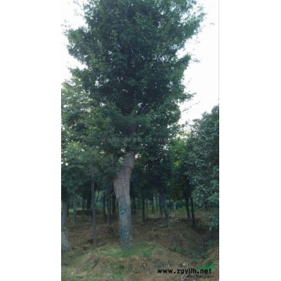 红枫3报价/河南红枫3报价