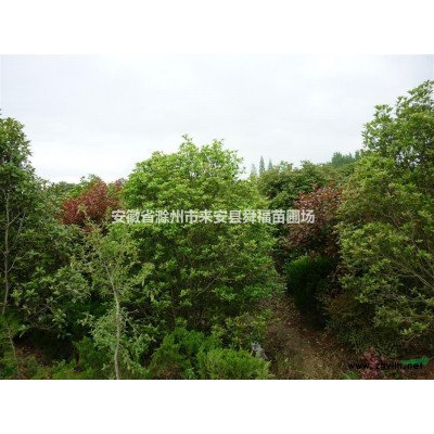 安徽滁州来安供应红枫