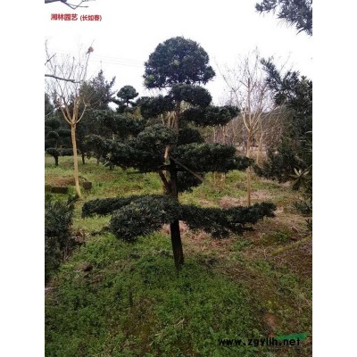 湖南红枫，红枫树，原生红枫