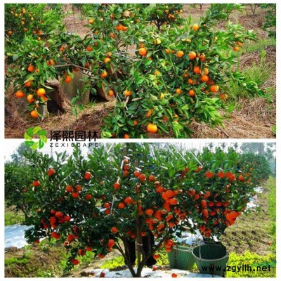 泽熙园林~红枫~地径5-7~专业培育~庭院绿植 基地直销