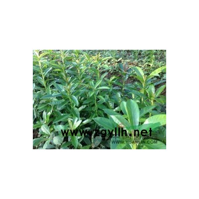 九江林木供应红枫3—5公分苗