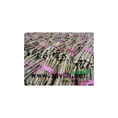 一年苗秋火焰红枫，量大