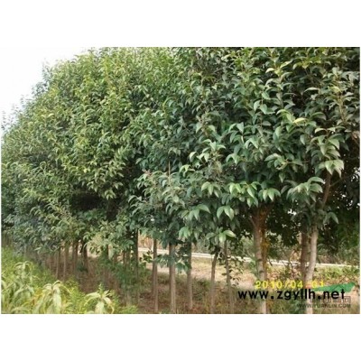 红枫落叶乔木.3―15公分