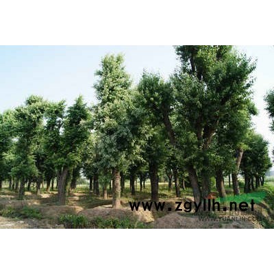 红枫图片\红枫报价