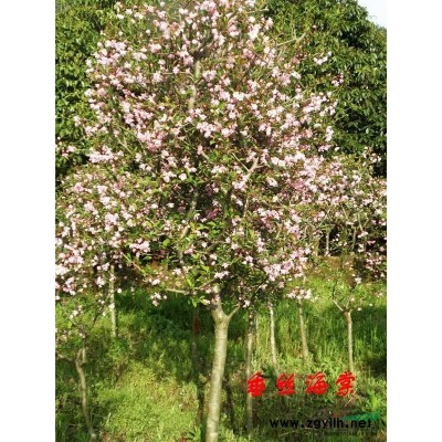 浙江高接红枫*新报价/高接红枫图片