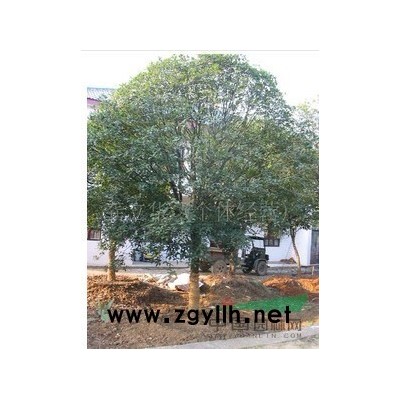 红枫，嫁接红枫，高杆红枫，湖南红枫，浏阳红枫