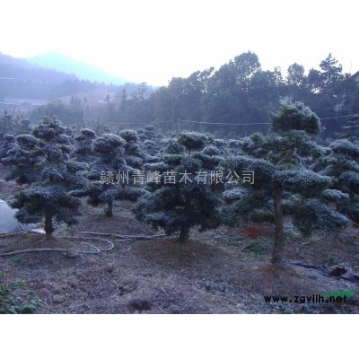 红枫*新价格/红枫报价