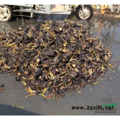 红枫小苗基地、红枫小苗价格、批发红枫苗