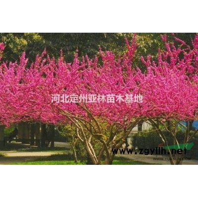 红叶李  红叶李价格 红叶李绿化苗木基地