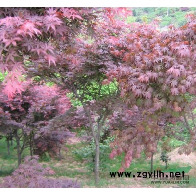 红枫12报价/浙江红枫12报价