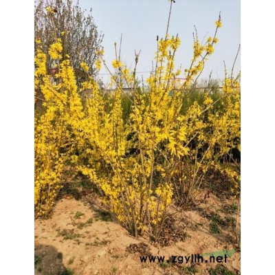 营养钵红叶李/大棚红叶李/红叶李基地