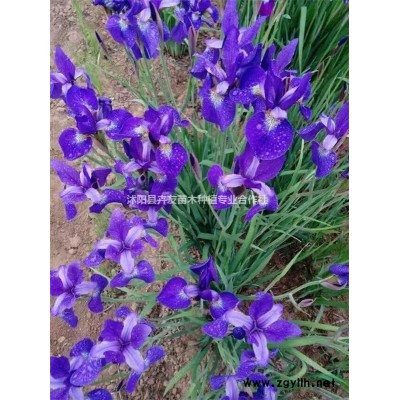 红叶李出售 量大优惠 红叶李价格 现挖现卖