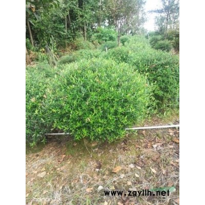 优质特价5一6公分红叶李4产地直销