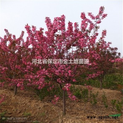 保定红叶李报价-河北红叶李供货商-紫叶李苗木基地