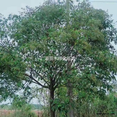 地租到期，清地处理红叶李