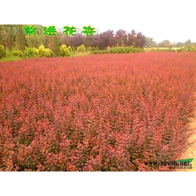 红叶石楠、红叶李、红叶桃