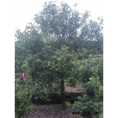 长期供应：红枫、海棠、桂花、玉兰、红豆衫、樱花、青枫、紫薇等