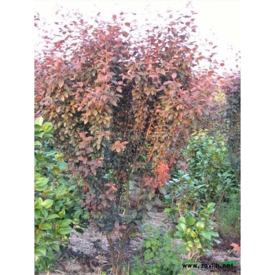 大小规格红叶李数量九千棵基地