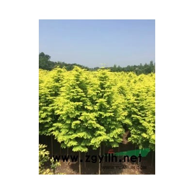 江西永新供应红叶李