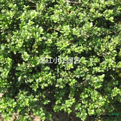 供应8公分精品红叶李全冠熟货丛紫叶李生四川成都温江价格