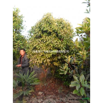 供应潢川各种苗木广玉兰、红叶李、红叶小檗等等