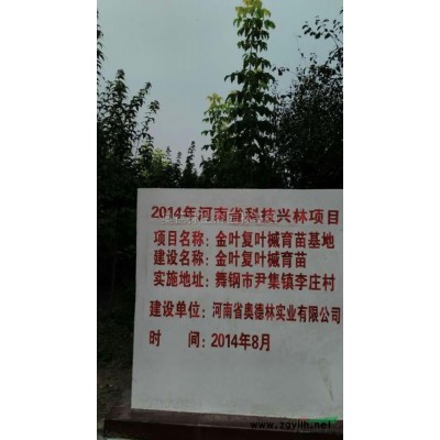 美国红枫图片\美国红枫报价