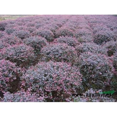 江苏南京基地低价供应批发红枫，美国红枫，日本红枫，红枫小苗