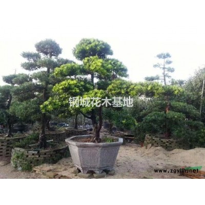 3-10公分红枫(广东中山)